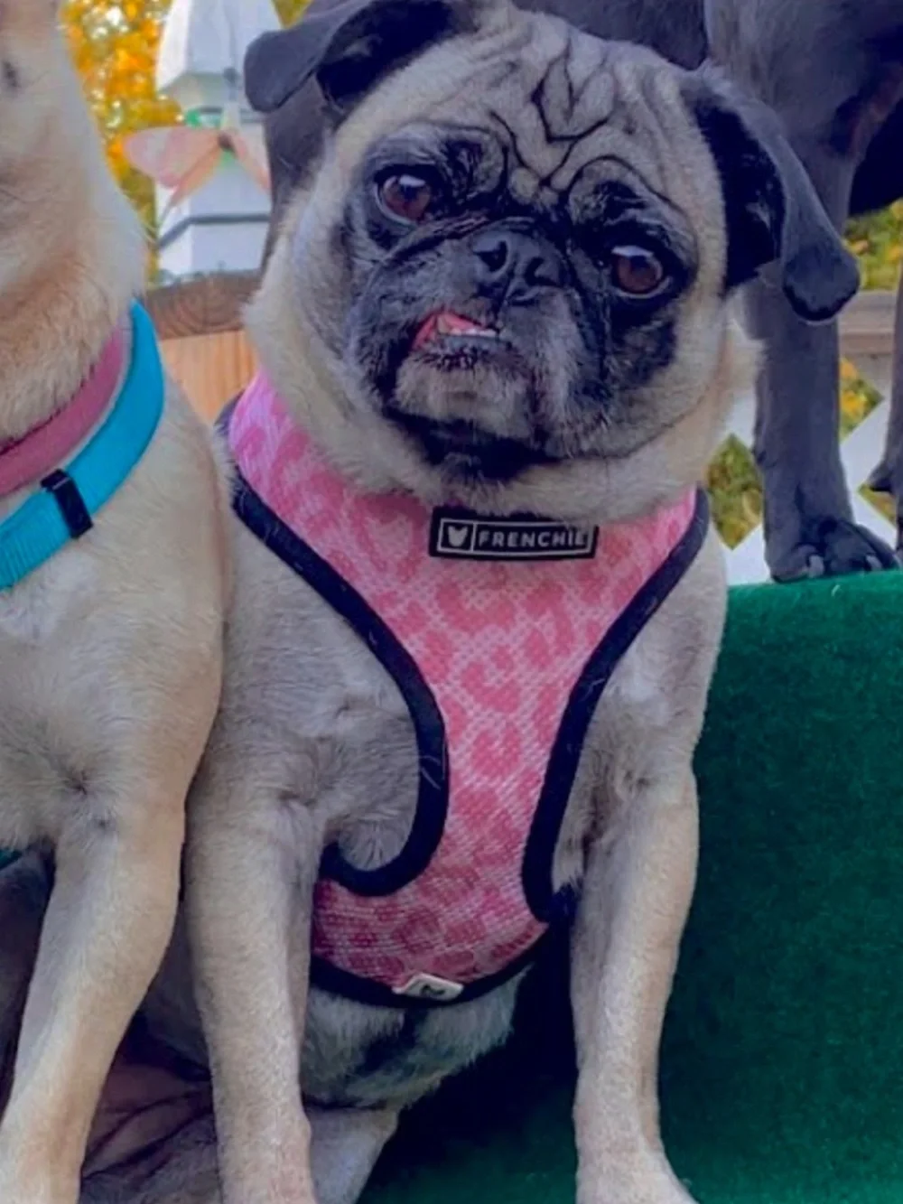 Two frenchie Harness bundle